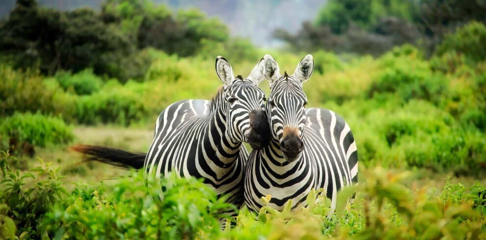 landscape-nature-wilderness-countryside-adventure-cute-1167606-pxhere.com-1